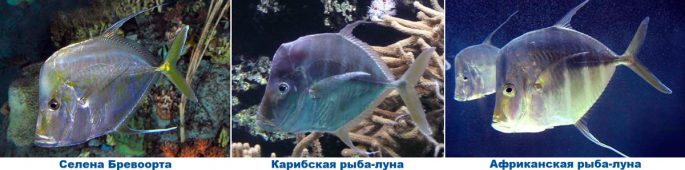 Vomer fish: description with photo, where it lives, what it eats