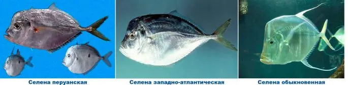 Vomer fish: description with photo, where it lives, what it eats