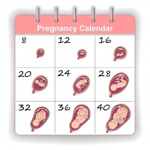 Venter på en baby – graviditet uke for uke