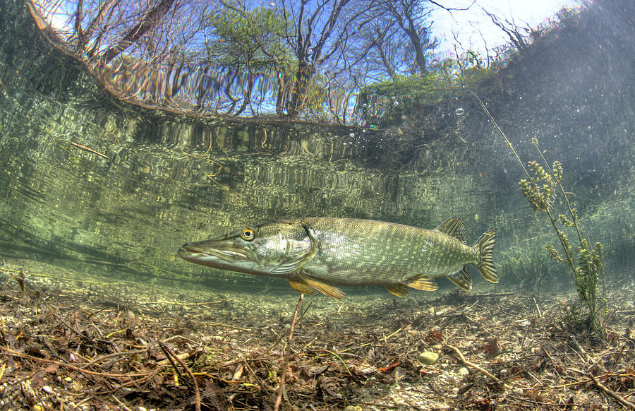What does a pike eat: what does it eat, how and who does it hunt?