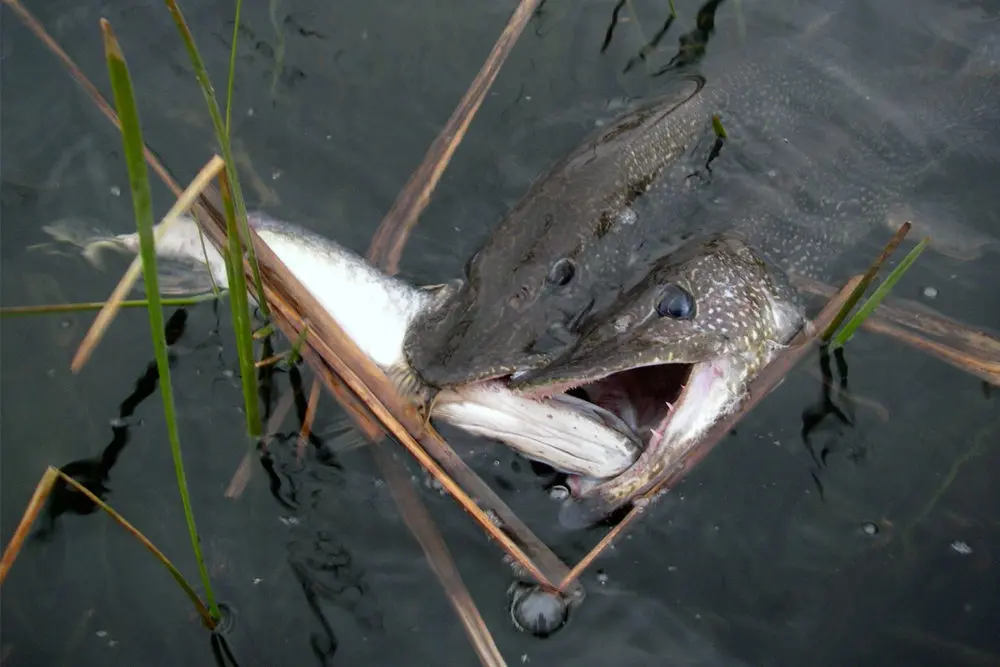 What does a pike eat: what does it eat, how and who does it hunt?