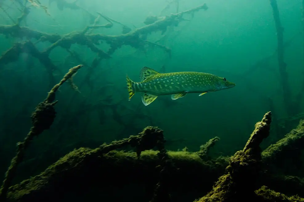 What does a pike eat: what does it eat, how and who does it hunt?