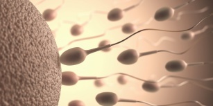 What helps to strengthen male fertility?