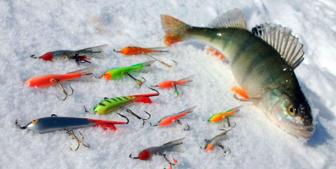 What, how to catch perch in winter: fishing technique, winter lures