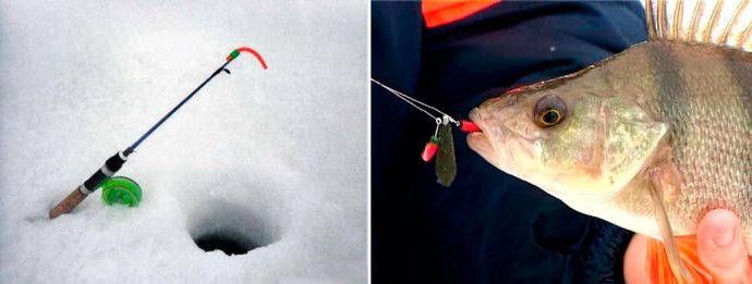 What, how to catch perch in winter: fishing technique, winter lures