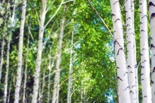 What is a birch allergy? How to treat it?