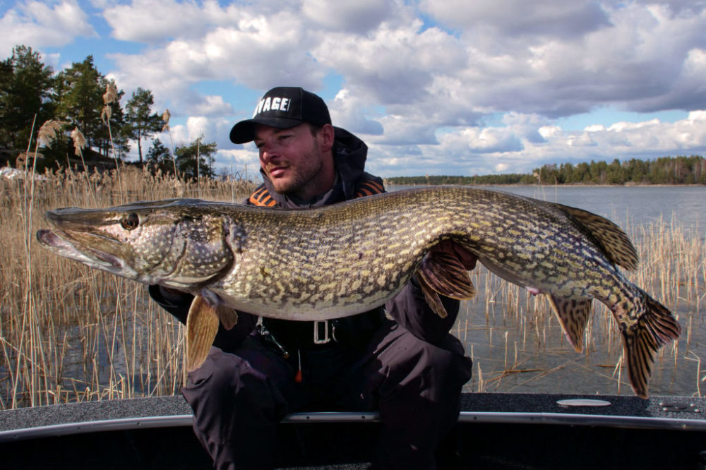 What size pike is allowed to be caught?