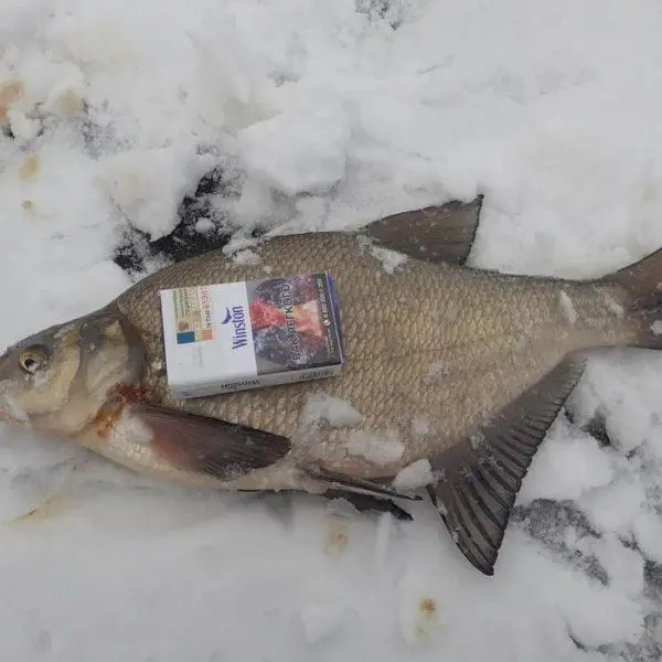 What smell does bream like
