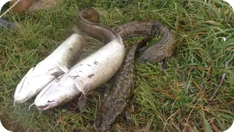 What to catch burbot &#8211; ways to ensure a good bite