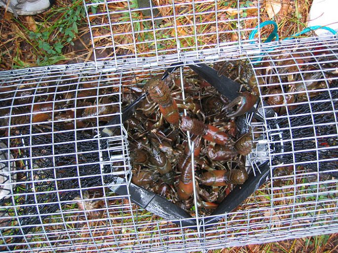 What to catch crayfish in a crayfish bait for crayfish