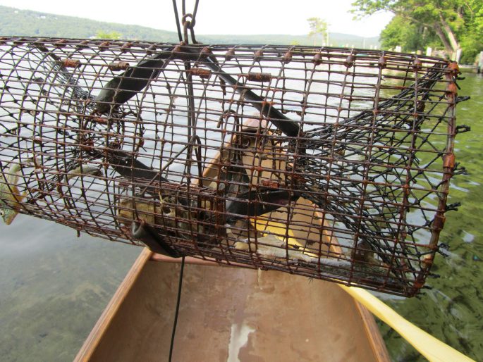 What to catch crayfish in a crayfish bait for crayfish