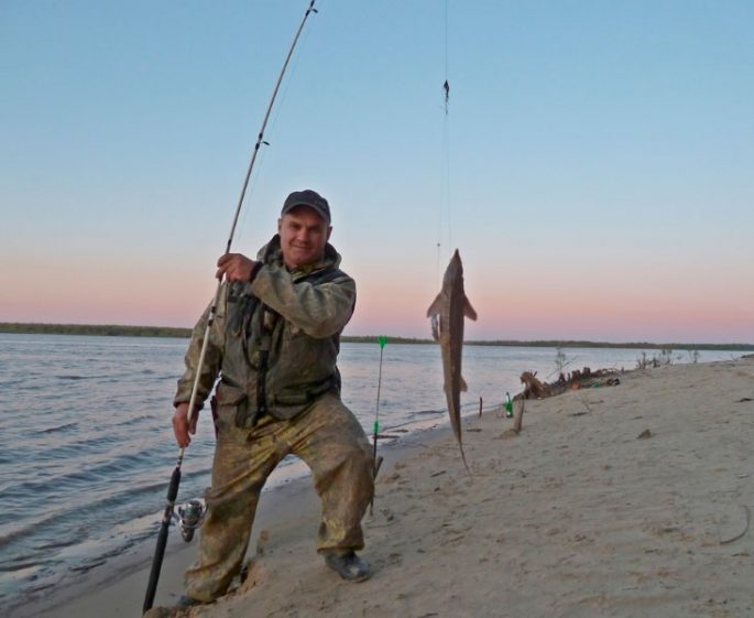 What to catch sterlet: an overview of gear and lures