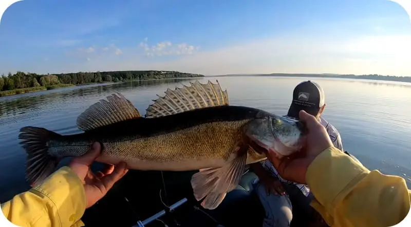 What to catch walleye in summer - the best ways to fish