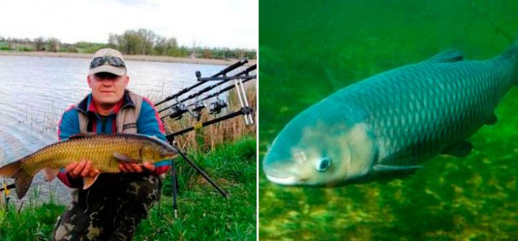 What to catch white carp: in summer, spring, autumn. Review of the best gear.