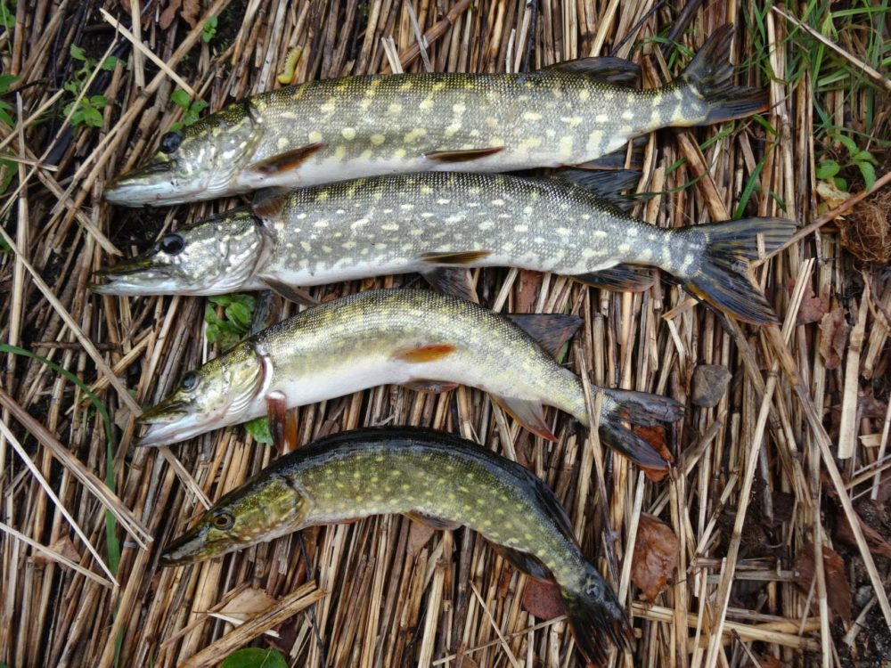 When is the best time to fish for pike?
