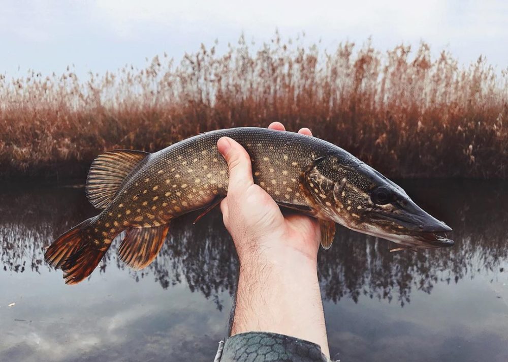 When is the best time to fish for pike?