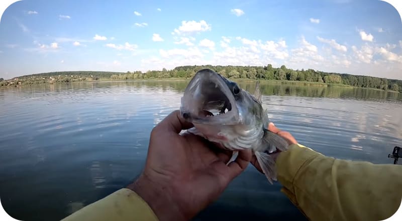 When pike perch is the best time to bite