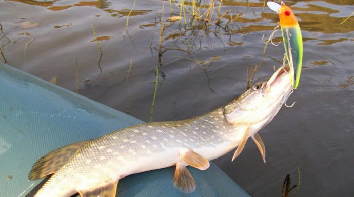 When pike starts pecking in spring, pike fishing in spring