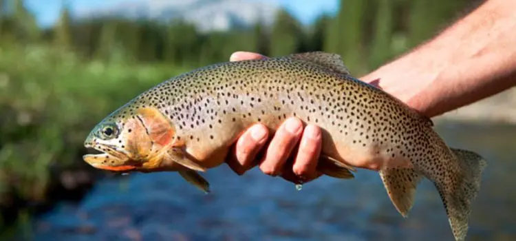 Where brook trout, lake trout, rainbow trout are found, catching different types