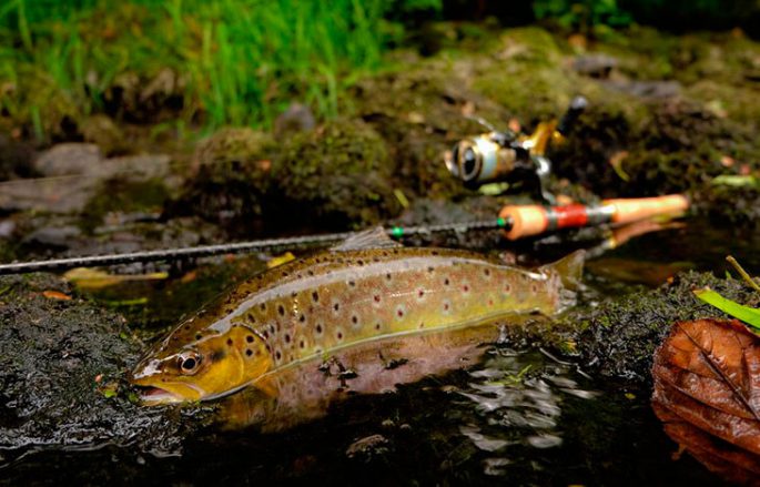 Where brook trout, lake trout, rainbow trout are found, catching different types