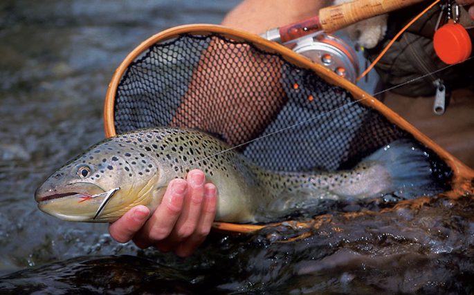 Where brook trout, lake trout, rainbow trout are found, catching different types