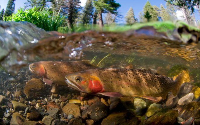 Where brook trout, lake trout, rainbow trout are found, catching different types