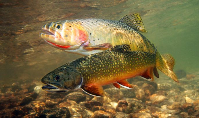 Where brook trout, lake trout, rainbow trout are found, catching different types