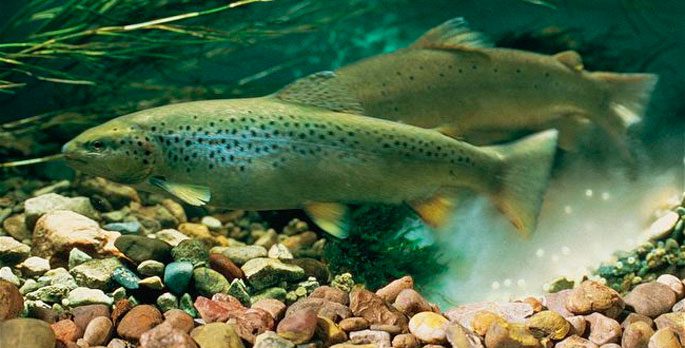 Where brook trout, lake trout, rainbow trout are found, catching different types