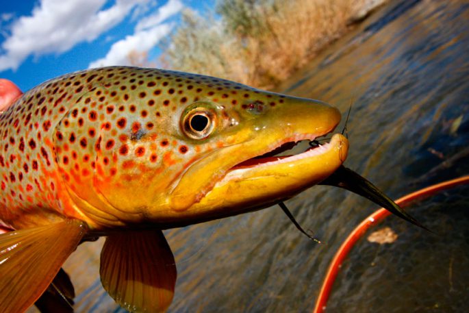 Where brook trout, lake trout, rainbow trout are found, catching different types