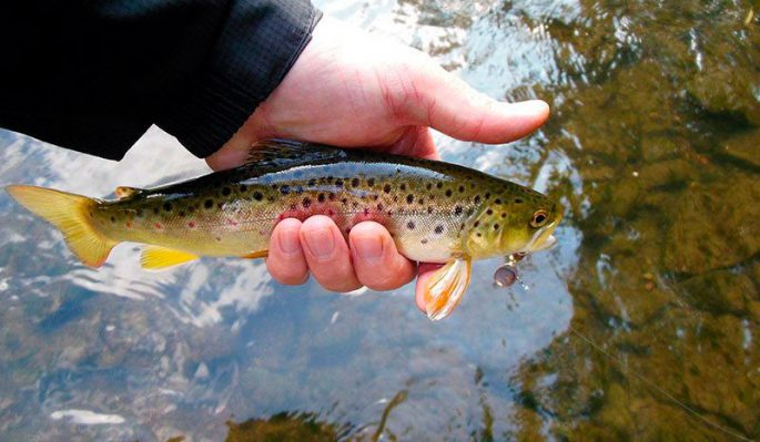 Where brook trout, lake trout, rainbow trout are found, catching different types