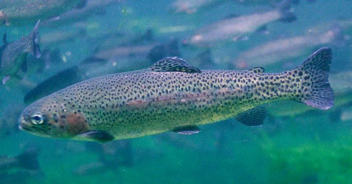 Where brook trout, lake trout, rainbow trout are found, catching different types