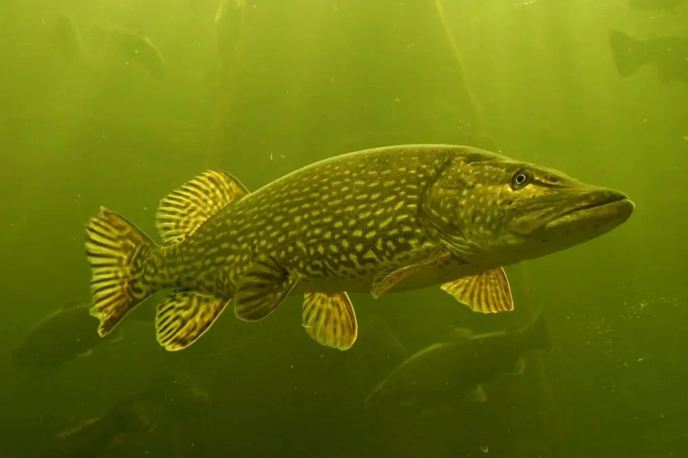 Where does the pike live? Search on the reservoir, habits, the influence of weather and time of day on biting