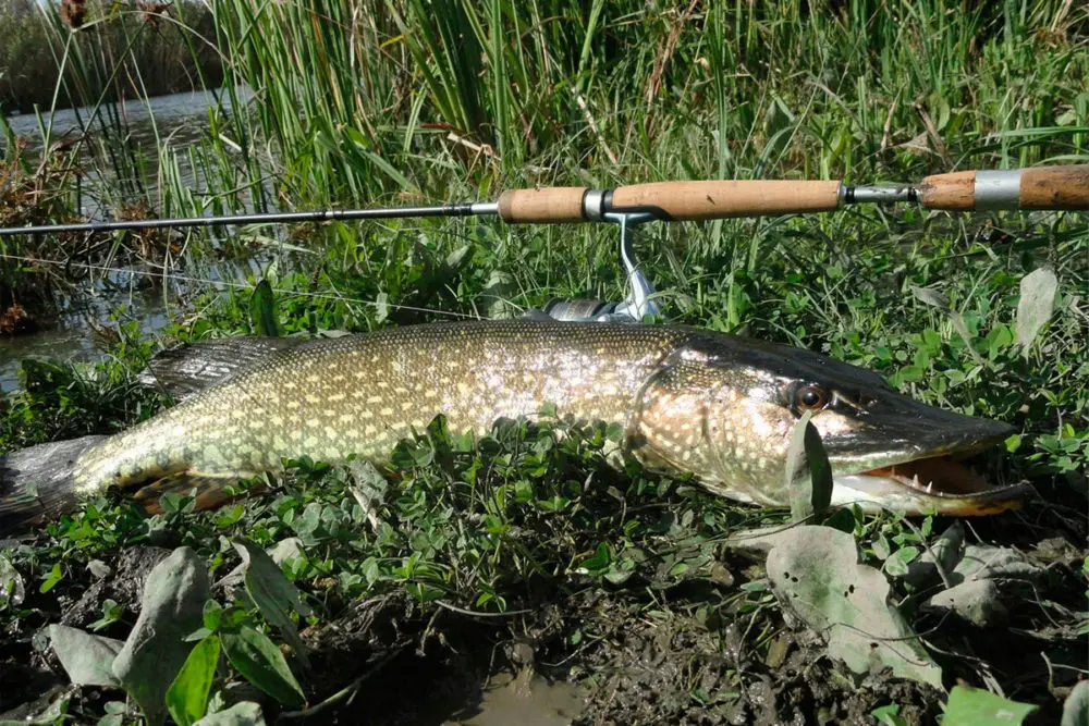 Where does the pike live? Search on the reservoir, habits, the influence of weather and time of day on biting