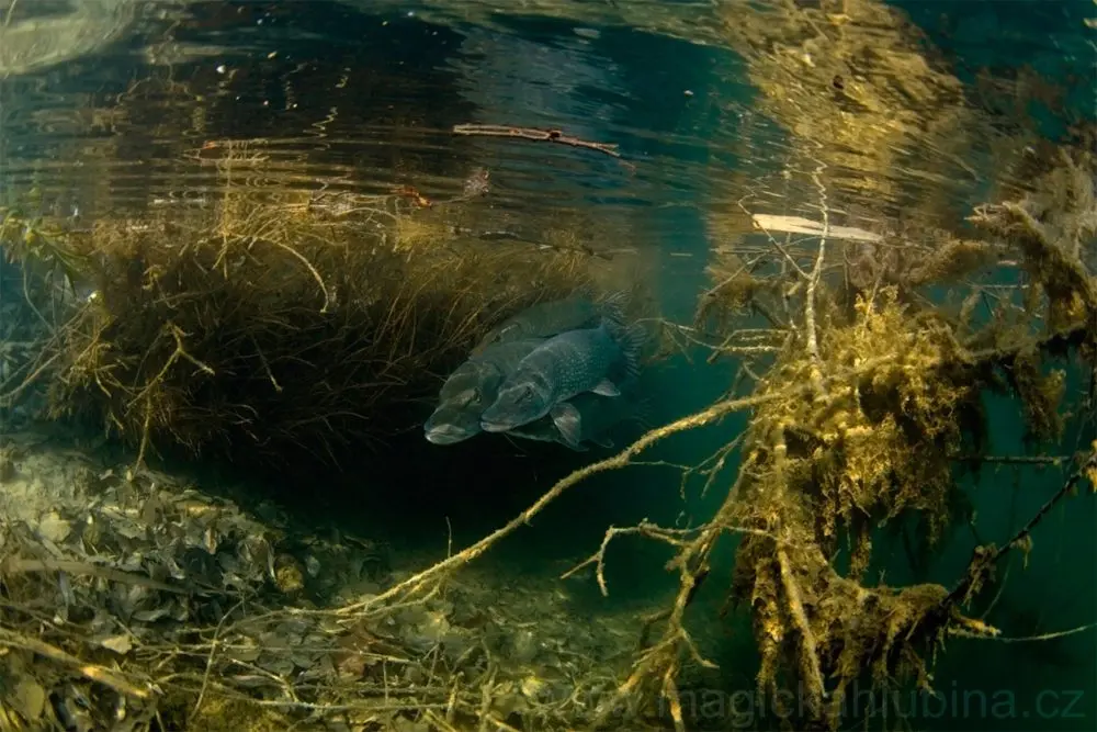 Where does the pike live? Search on the reservoir, habits, the influence of weather and time of day on biting