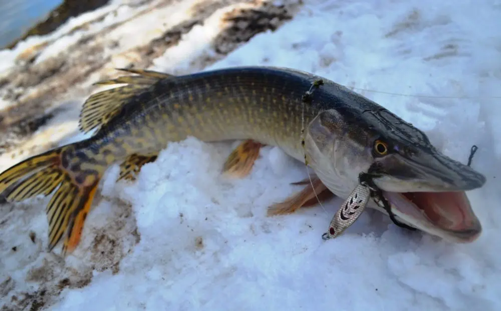 Where to look for big pike in winter