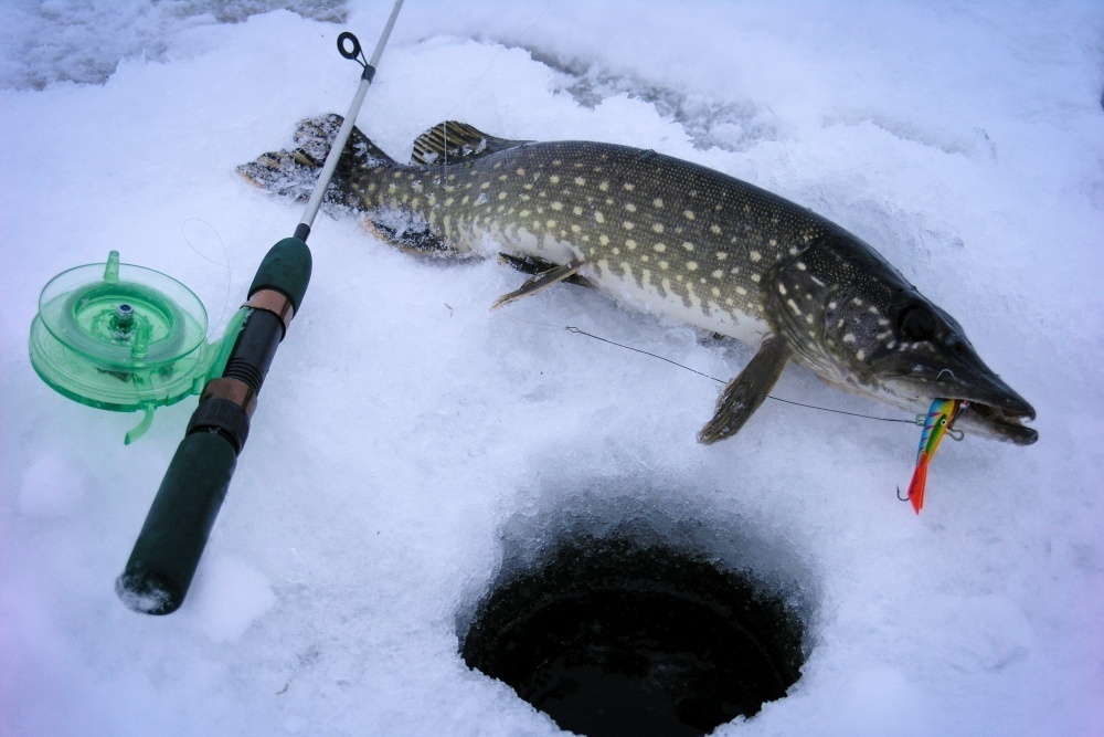 Where to look for big pike in winter