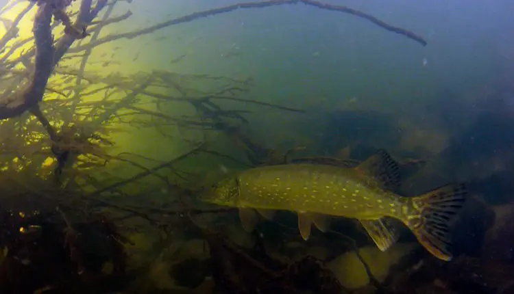 Where to look for pike? Search for fish on the lake and river, depending on the conditions of the reservoir and the season