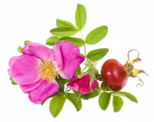 Wild rose &#8211; for the kitchen and beautician. What for? Check!