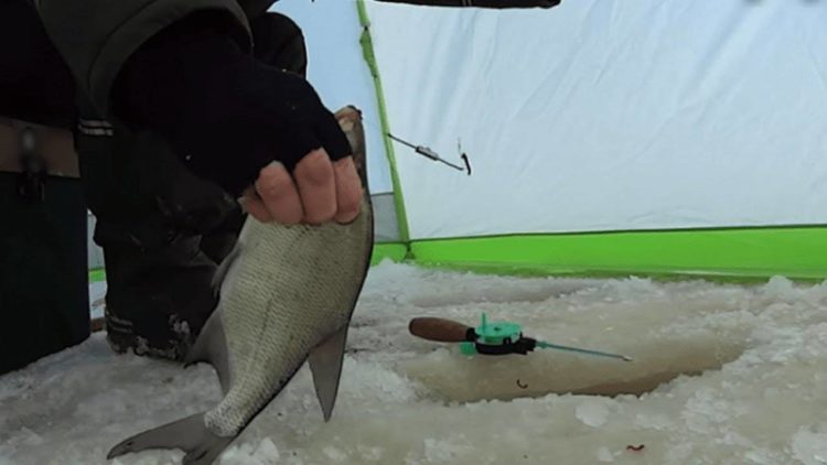 Winter fishing for bream: fishing methods, search tactics and bait selection