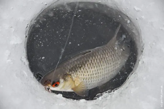 Winter fishing in the Perm region: fishing bases, tips