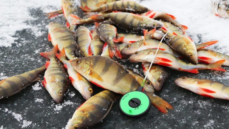 冬季鱸魚捕撈：捕食者行為、使用的漁具和誘餌、捕魚策略