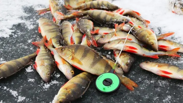 Winter perch fishing: predator behavior, gear and lures used, fishing strategy