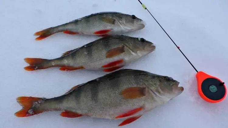 Winter perch fishing: predator behavior, gear and lures used, fishing strategy