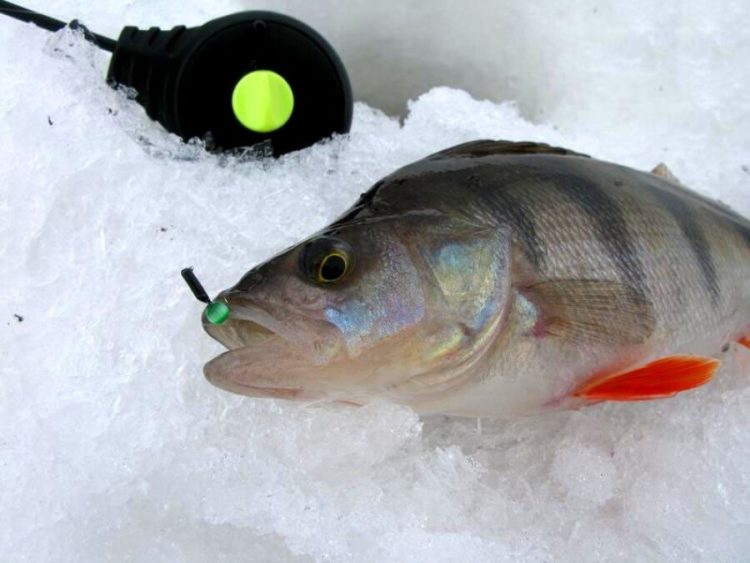 Winter perch fishing: predator behavior, gear and lures used, fishing strategy