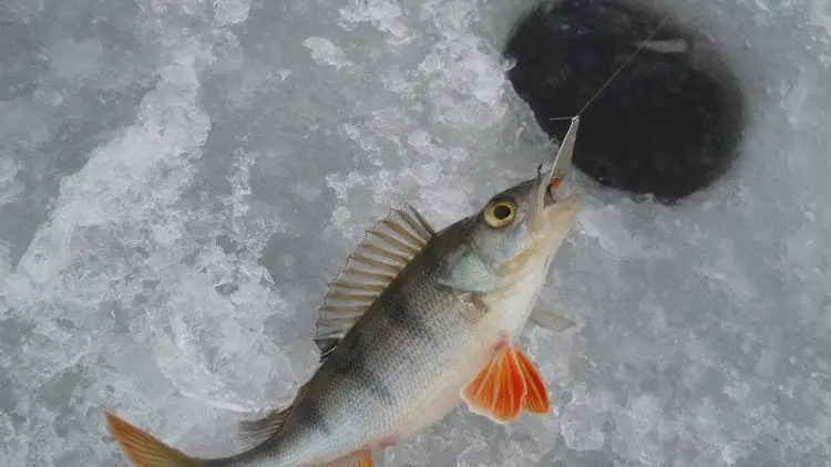 Winter perch fishing: predator behavior, gear and lures used, fishing strategy