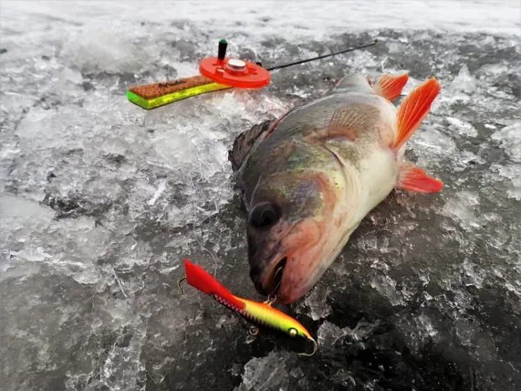 Winter perch fishing: predator behavior, gear and lures used, fishing strategy