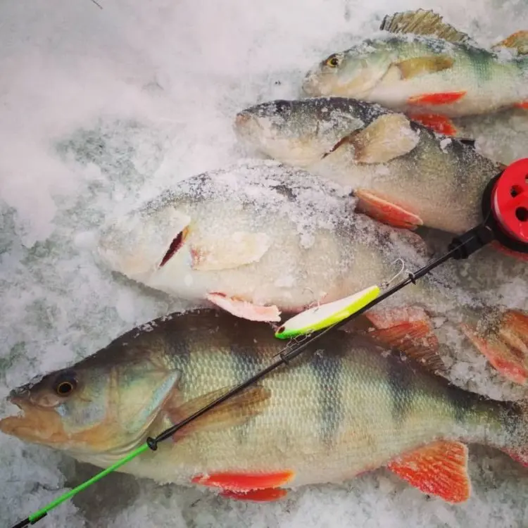 Winter perch fishing: predator behavior, gear and lures used, fishing strategy