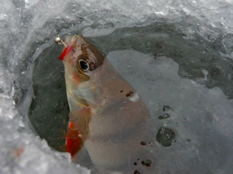Winter perch fishing: predator behavior, gear and lures used, fishing strategy