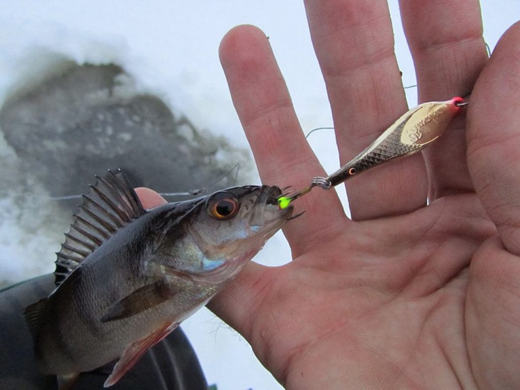 Winter spinners for perch: Top 10 most catchy spinners