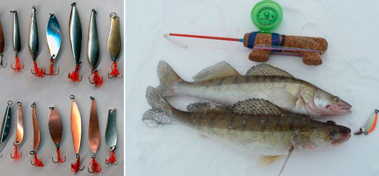 Winter spinners for pike perch, TOP-6 most catchy